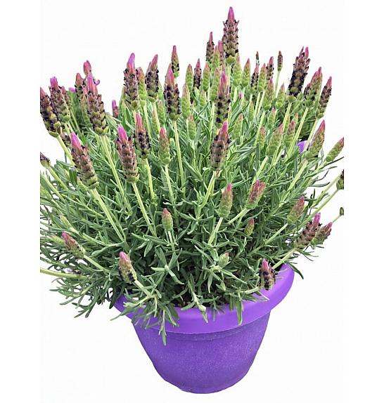 Lavandula stoechas Ø30