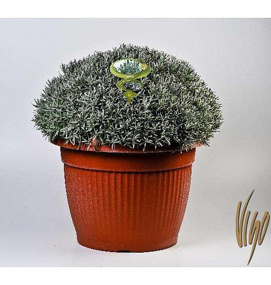 Lavandula angustifolia Ø65