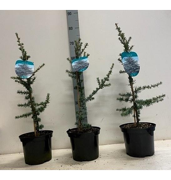 Cedrus libani Glauca C3 Lit. 80-100 cm
