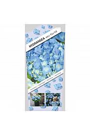 Hydrangea macrophylla Blue C5 Lit. 15-20 cm