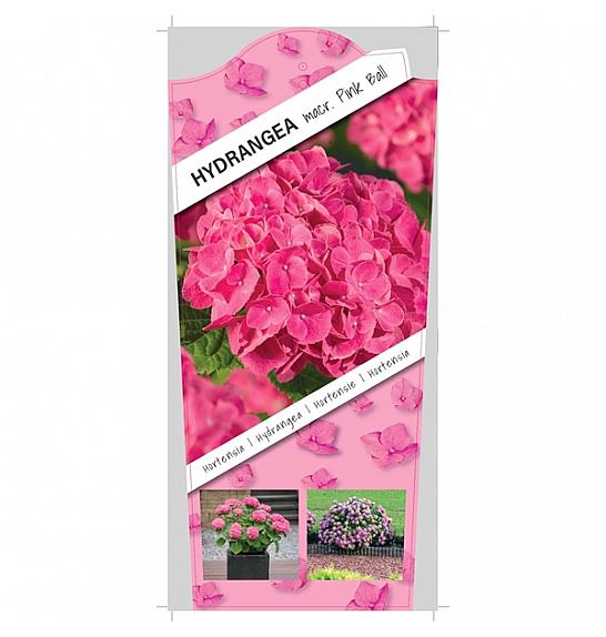 Hydrangea macrophylla Pink C5 Lit. 15-20 cm