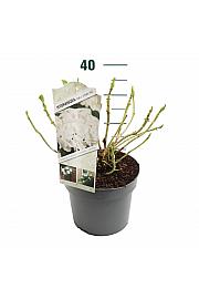 Hydrangea macrophylla White C5 Lit. 15-20 cm