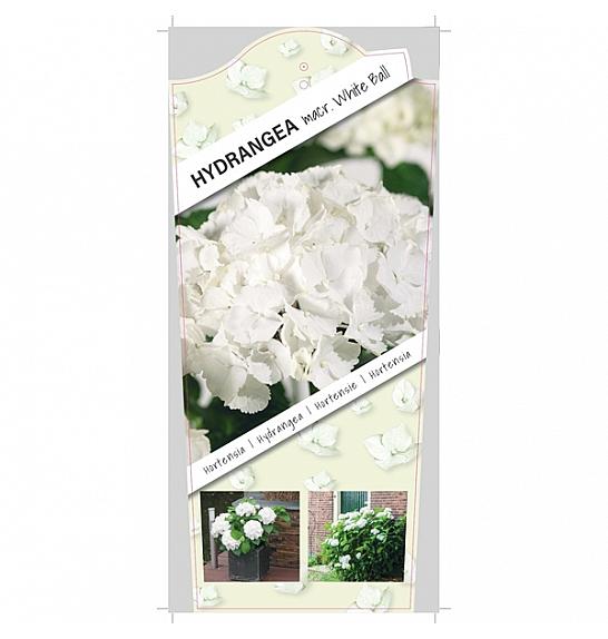 Hydrangea macrophylla White C5 Lit. 15-20 cm