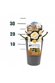 Rosa hybrid Lions-Rose C3 Lit. 10-15 cm