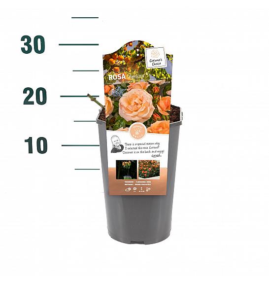 Rosa Aprikola® C3 Lit. 10-15 cm