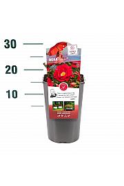 Rosa Caracho® C3 Lit. 10-15 cm