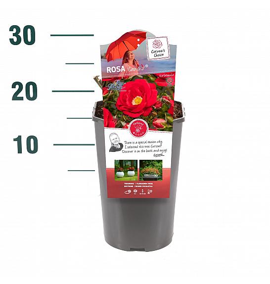 Rosa Caracho® C3 Lit. 10-15 cm