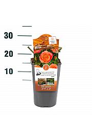 Rosa Coral Lions Rose® C3 Lit. 10-15 cm