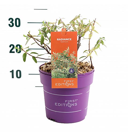 Hypericum Radiance® C3 Lit. 25-45 cm