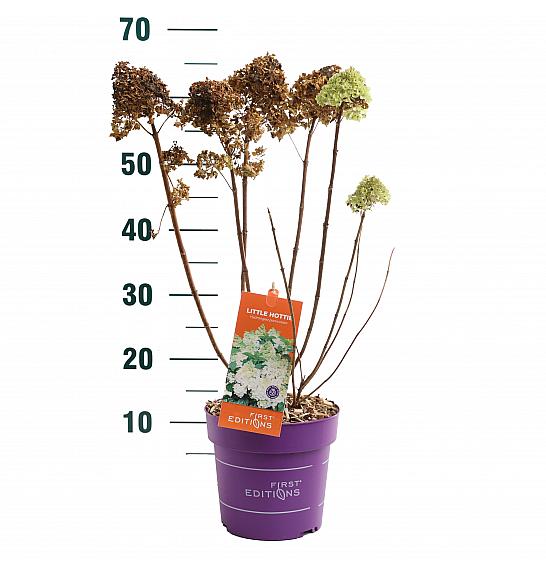 Hydrangea pan. Little Hottie C3 Lit. 35-55 cm