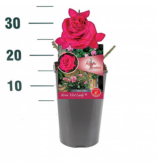 Rosa Hot Lady® C3 Lit. 10-15 cm