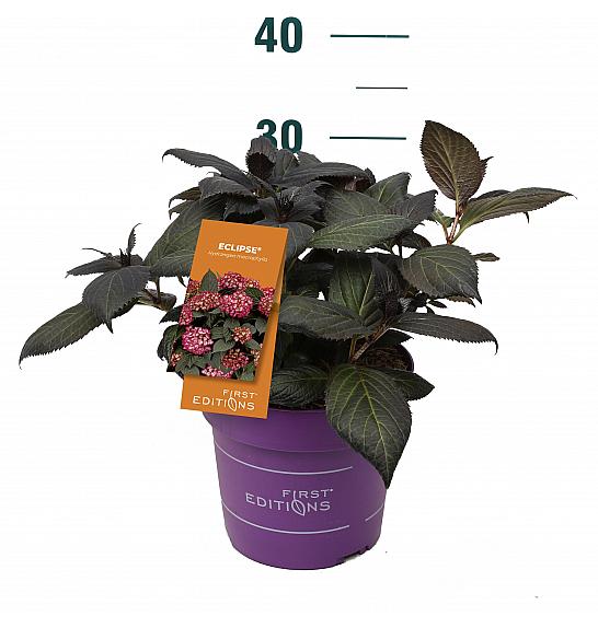 Hydrangea macrophylla EclipseRed C3 Lit. 20-25 cm