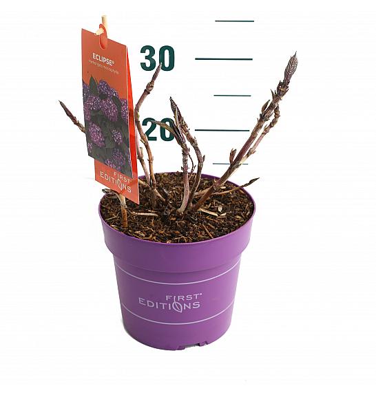 Hydrangea macrophylla Eclipse Purple C3 Lit. 20-25 cm