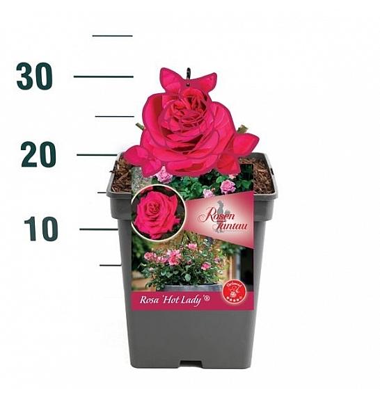 Rosa Hot Lady® C5 Lit. 15-20 cm