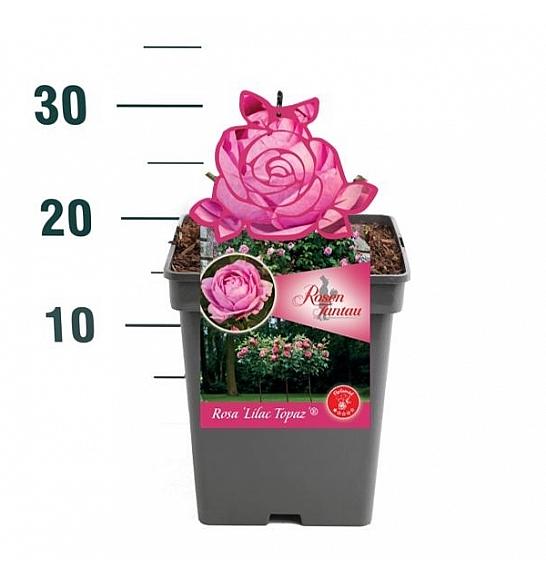 Rosa Lilac Topaz® C5 Lit. 15-20 cm