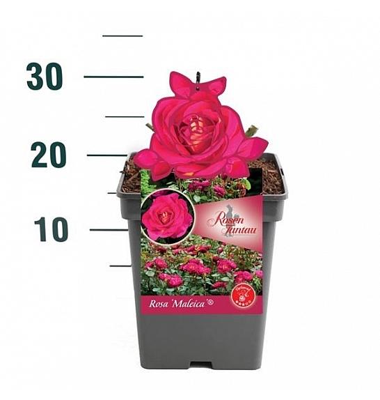 Rosa Maleica®C5 Lit. 15-20 cm