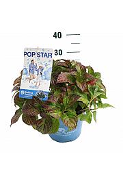 Hydrangea E.S. Pop Star® Blue C5 Lit. 25-30 cm