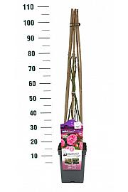 Rosa Laguna® C5 Lit. 50-70 cm Vzpenjava
