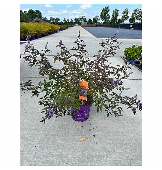 Vitex Flip Side C10 Lit. 50-60 cm