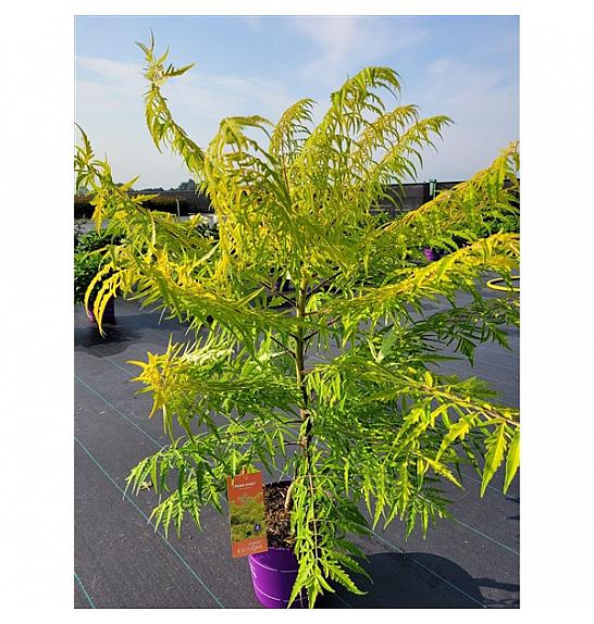 Rhus typhina Tiger Eyes® C10 Lit. 80-100 cm