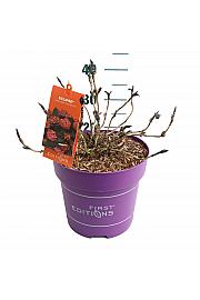 Hydrangea macrophylla Eclipse Red C10 Lit. 30-40 cm