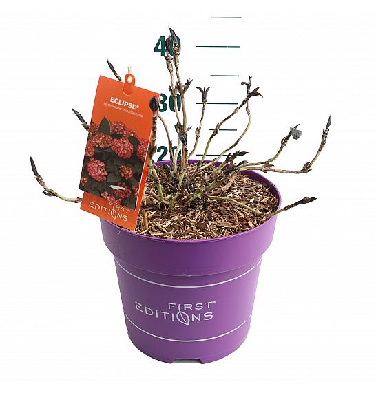 Hydrangea macrophylla Eclipse Red C10 Lit. 30-40 cm