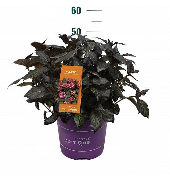 Hydrangea macrophylla Eclipse Red C10 Lit. 30-40 cm
