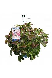 Hydrangea E.S. Pop Star® Pink C10 Lit. 30-35 cm