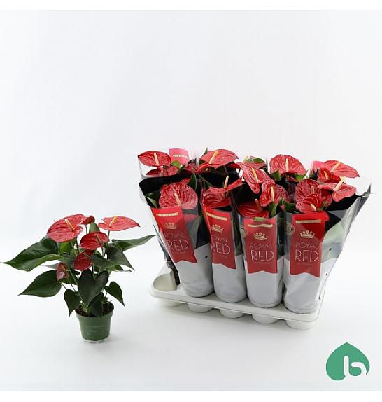 Anthurium andr. Ø12 Red