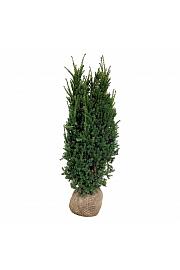 Taxus media Hillii bala 140-160 cm extra