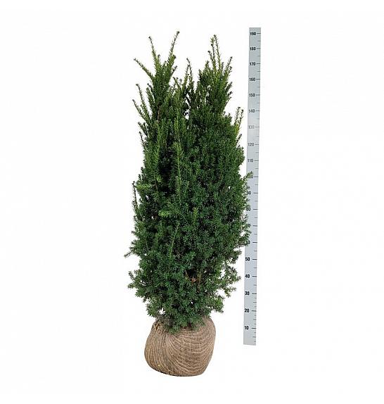 Taxus media Hillii bala 140-160 cm extra