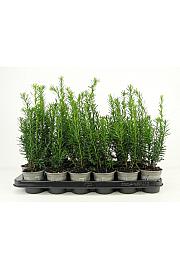 Taxus media Hicksii Ø9