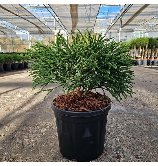 Cryptomeria japonica Little Champion C8 Lit. 30/+ cm