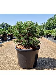 Pinus mugo Klostergrün C12 Lit. 30-35 cm