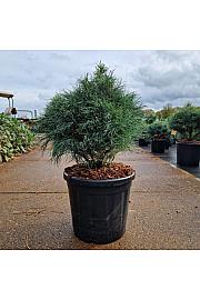 Pinus strobus Green Twist C18 Lit. 40-50 cm