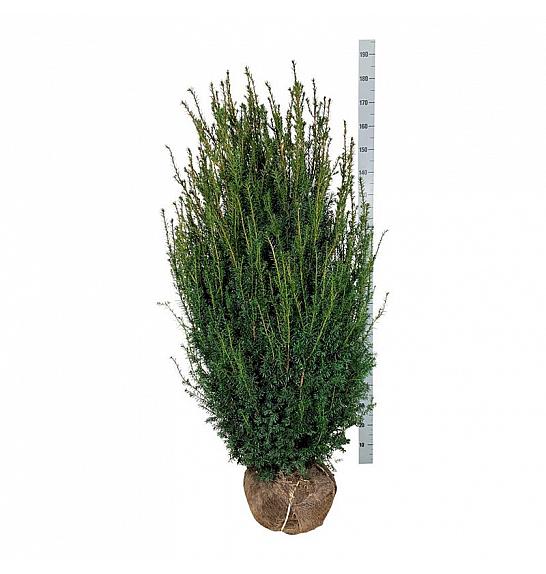 Taxus media Hicksii bala 140-160 cm extra