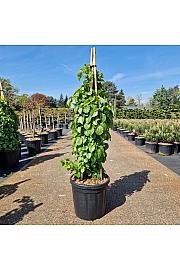 Hydrangea petiolaris C25 Lit. 100/+ cm