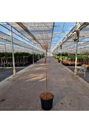 Syringa meyeri Dark Purple® C20 Lit. Na steblu 80 cm