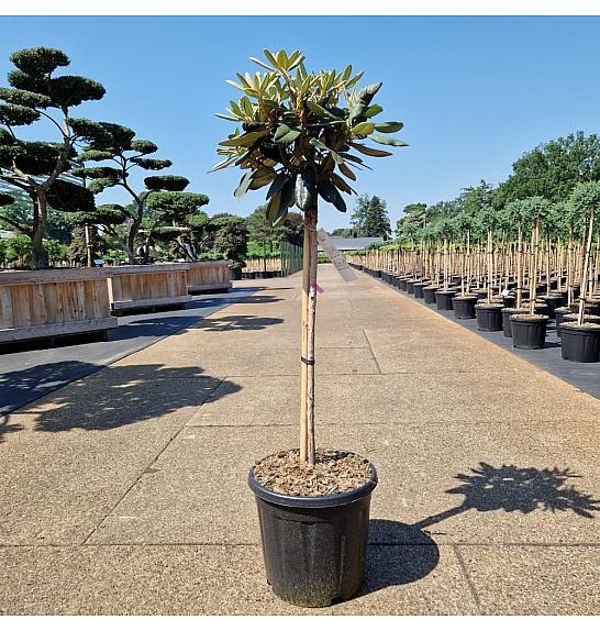 Rhododendron (Y) Arabella C15 Lit. Na steblu 60 cm