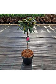 Rhododendron (Y) Polaris C15 Lit. Na steblu 60 cm