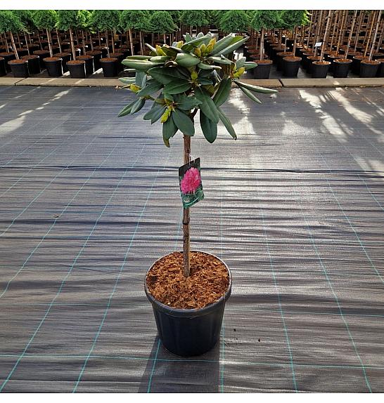 Rhododendron (Y) Polaris C15 Lit. Na steblu 60 cm