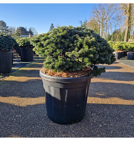 Abies koreana Brillant C18 Lit. 35-40 cm
