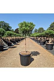 Pinus nigra Brepo C15 Lit. Na steblu 50 cm Krošnja 30-35 cm