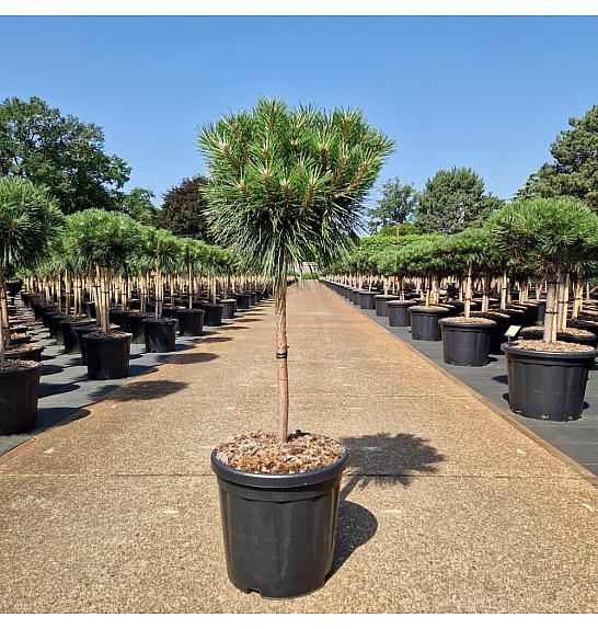 Pinus nigra Brepo C15 Lit. Na steblu 50 cm Krošnja 30-35 cm