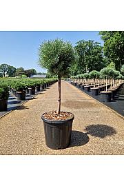 Pinus sylvestris Watereri C15 Lit. Na steblu 40 cm Krošnja 30 cm