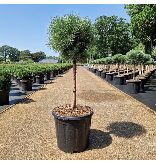 Pinus sylvestris Watereri C15 Lit. Na steblu 40 cm Krošnja 30 cm
