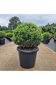 Ilex crenata Dark Green C25 Lit. 40-45 cm Krogla