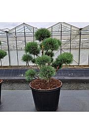Pinus sylvestris Watereri C130 Lit. 110-120 cm Bonsai