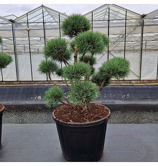 Pinus sylvestris Watereri C130 Lit. 110-120 cm Bonsai