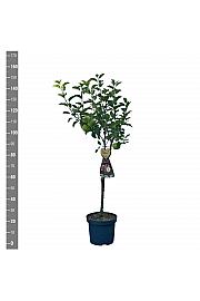 Malus domestica Red Windsor C7,5 Lit. 125-150 cm Na steblu 50 cm